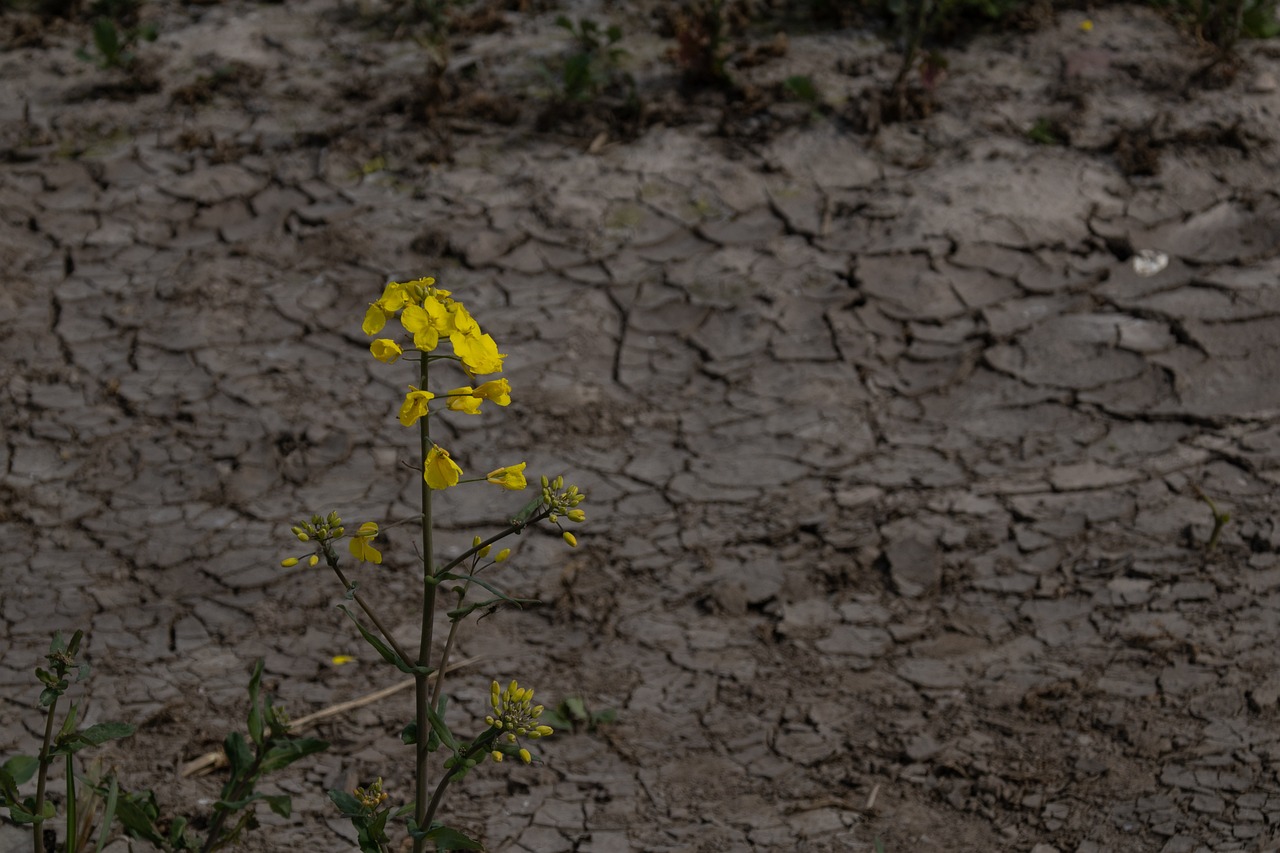 Climate Change's Role in Lowering Crop Nutrition